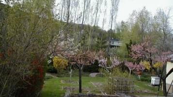A garden with various plants and a small pond with a boat.