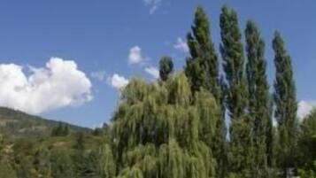 A well-maintained garden with neatly trimmed grass, a variety of trees including tall conifers and weeping willows, and a clear blue sky.