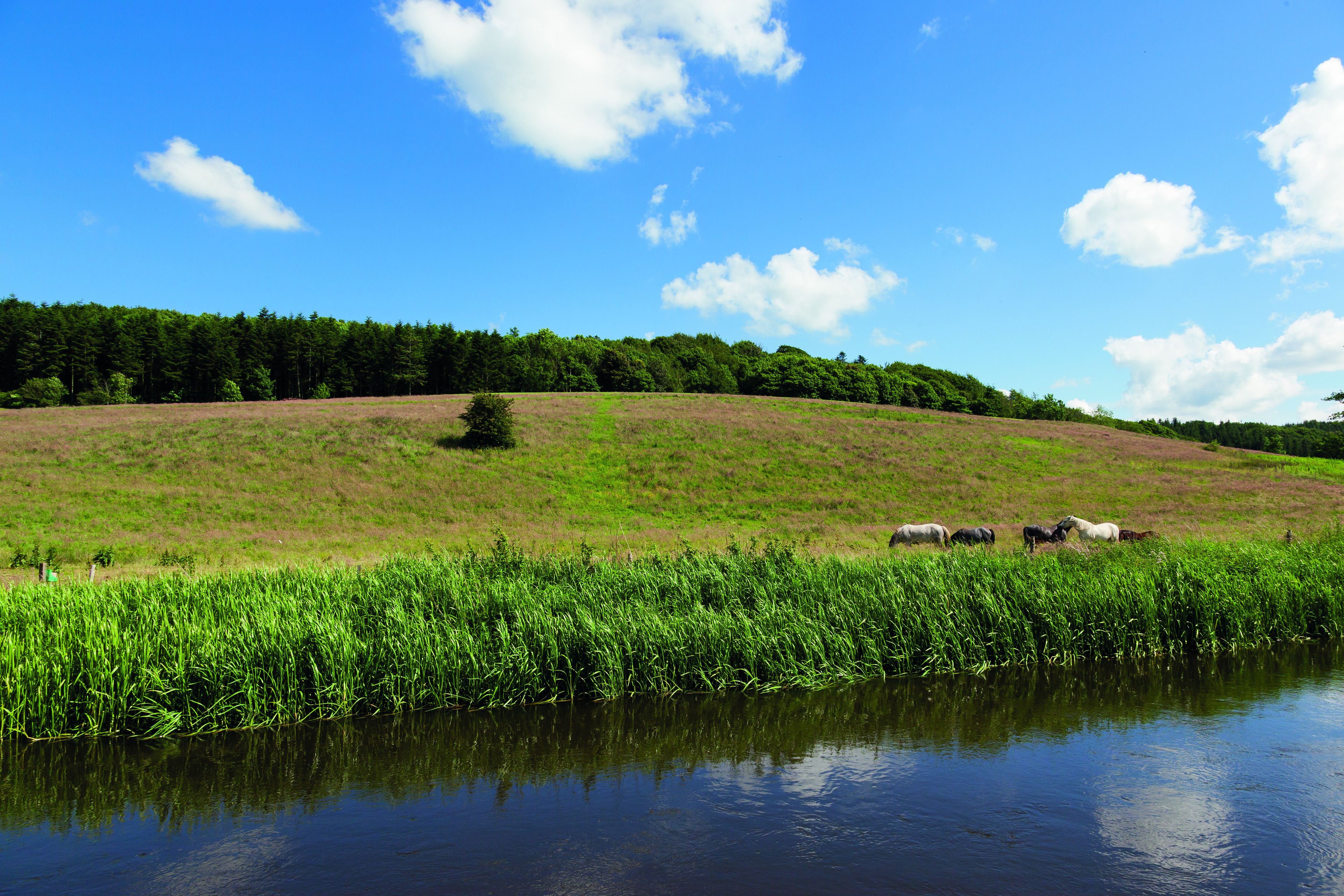 A grassy field with a body of water in the foreground and a forested hill in the background.