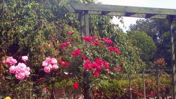 A garden with a pergola and blooming pink roses.