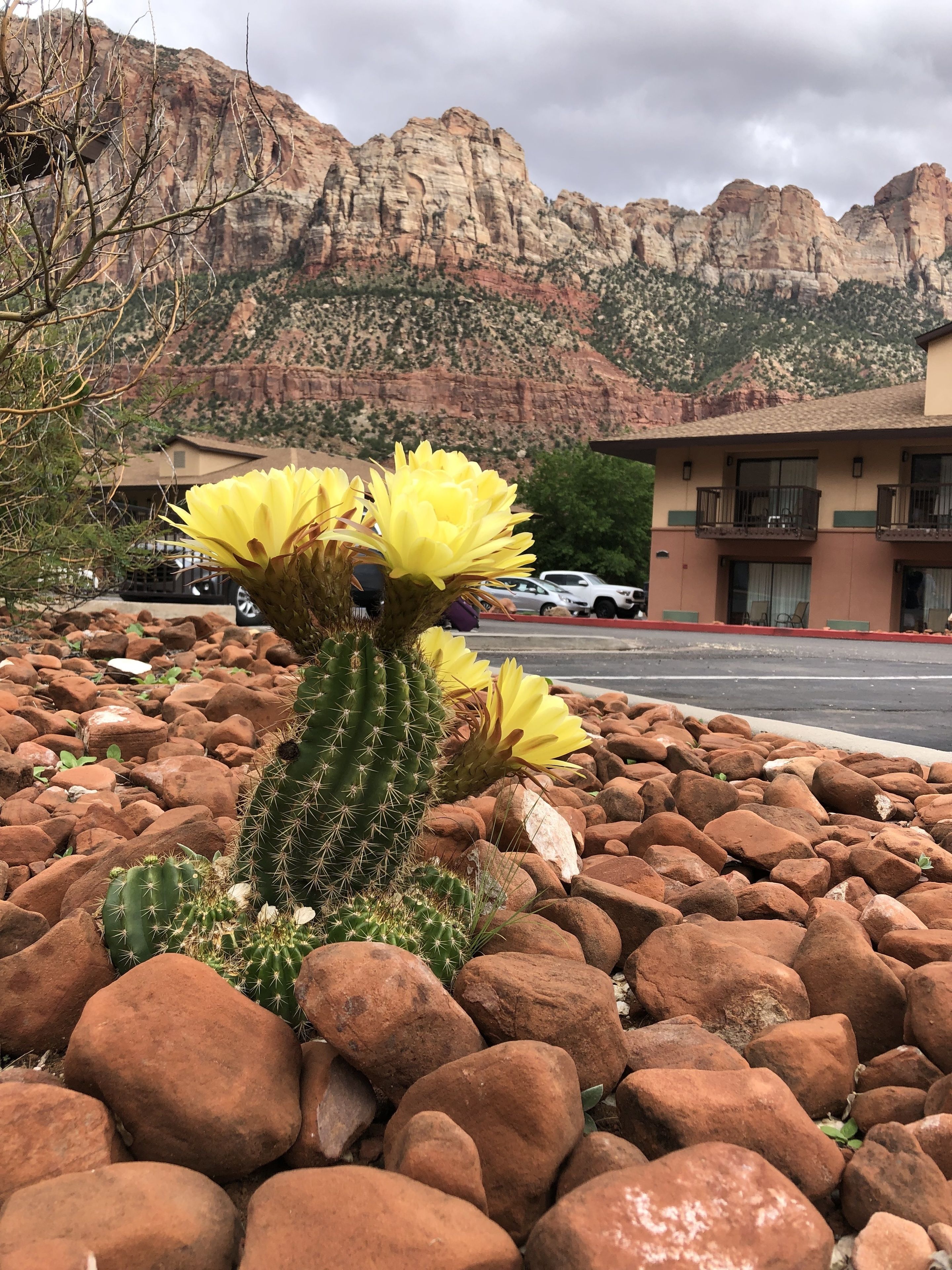 Un cactus aux fleurs jaunes, dans un jardin rocailleux, avec une montagne en arrière-plan et un bâtiment doté de balcons.