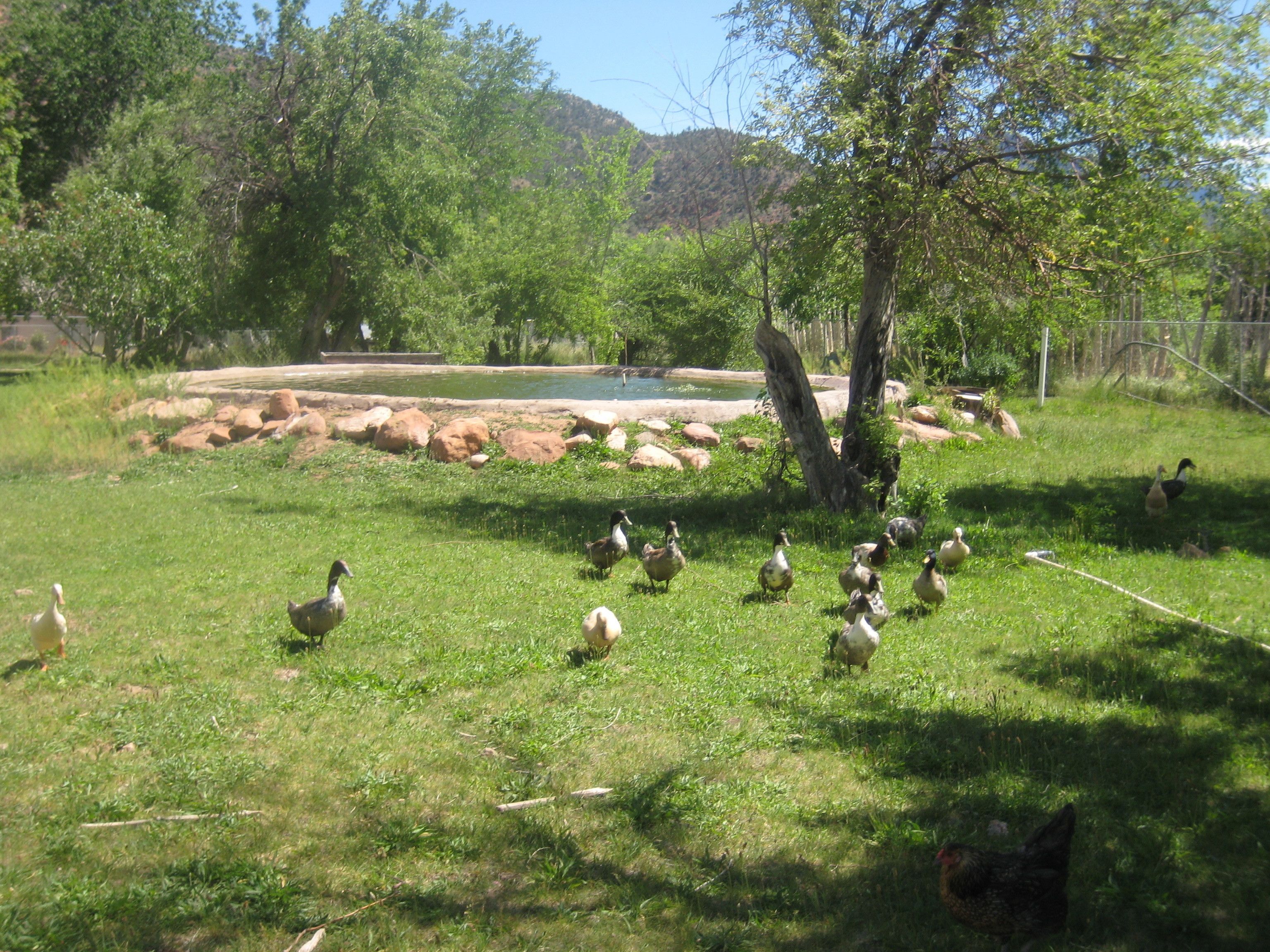 A grassy outdoor area with a pond, surrounded by trees and rocks.