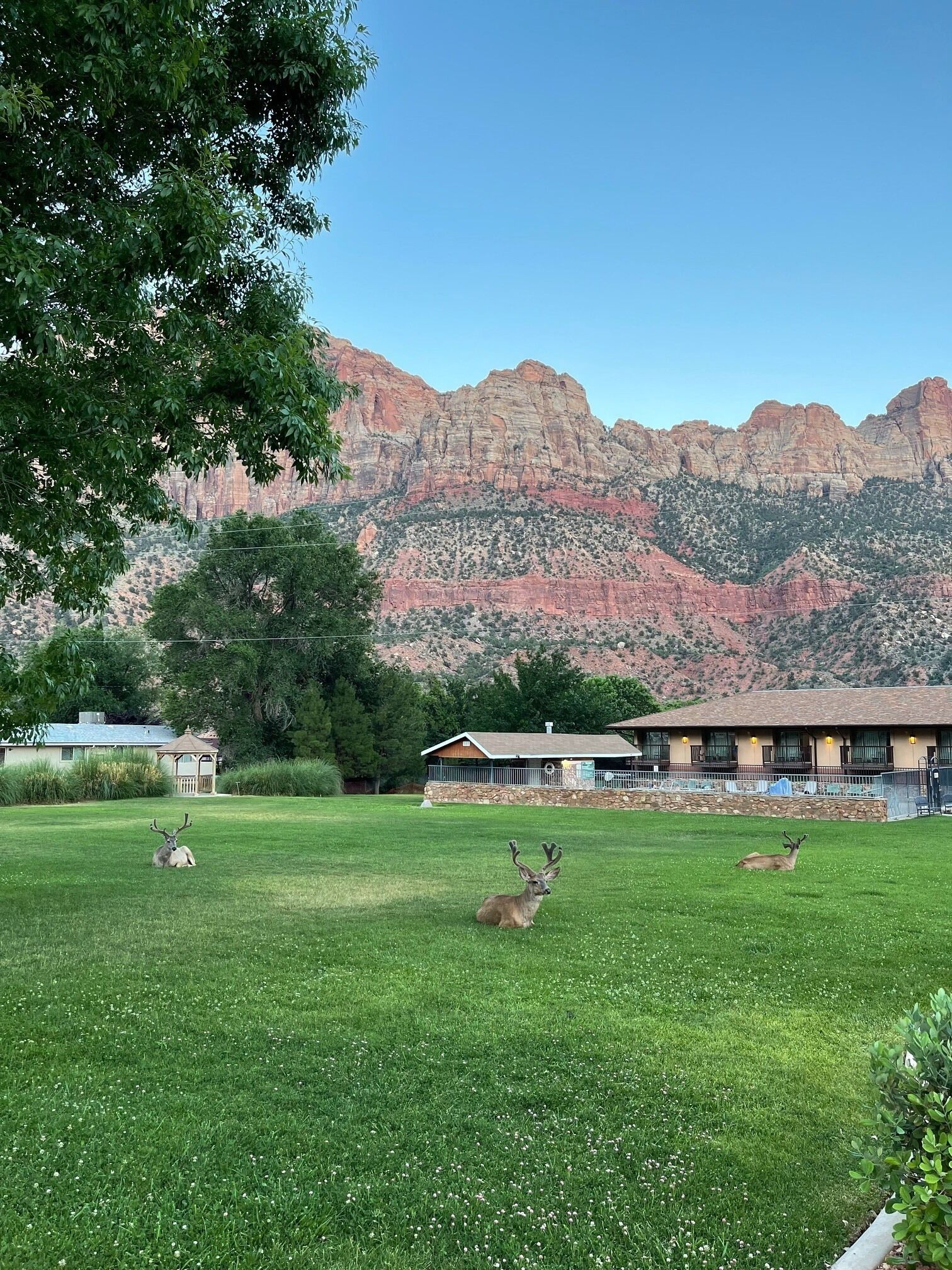 A grassy area with deer, a building with a balcony, and a mountain range in the background.