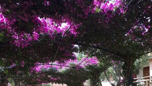 Un sendero de piedra bordeado por flores rosas y púrpuras, que conduce a un edificio con fachada blanca.