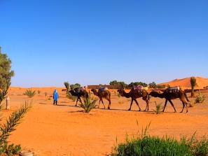 Exterior - Auberge Africa (Taouz)