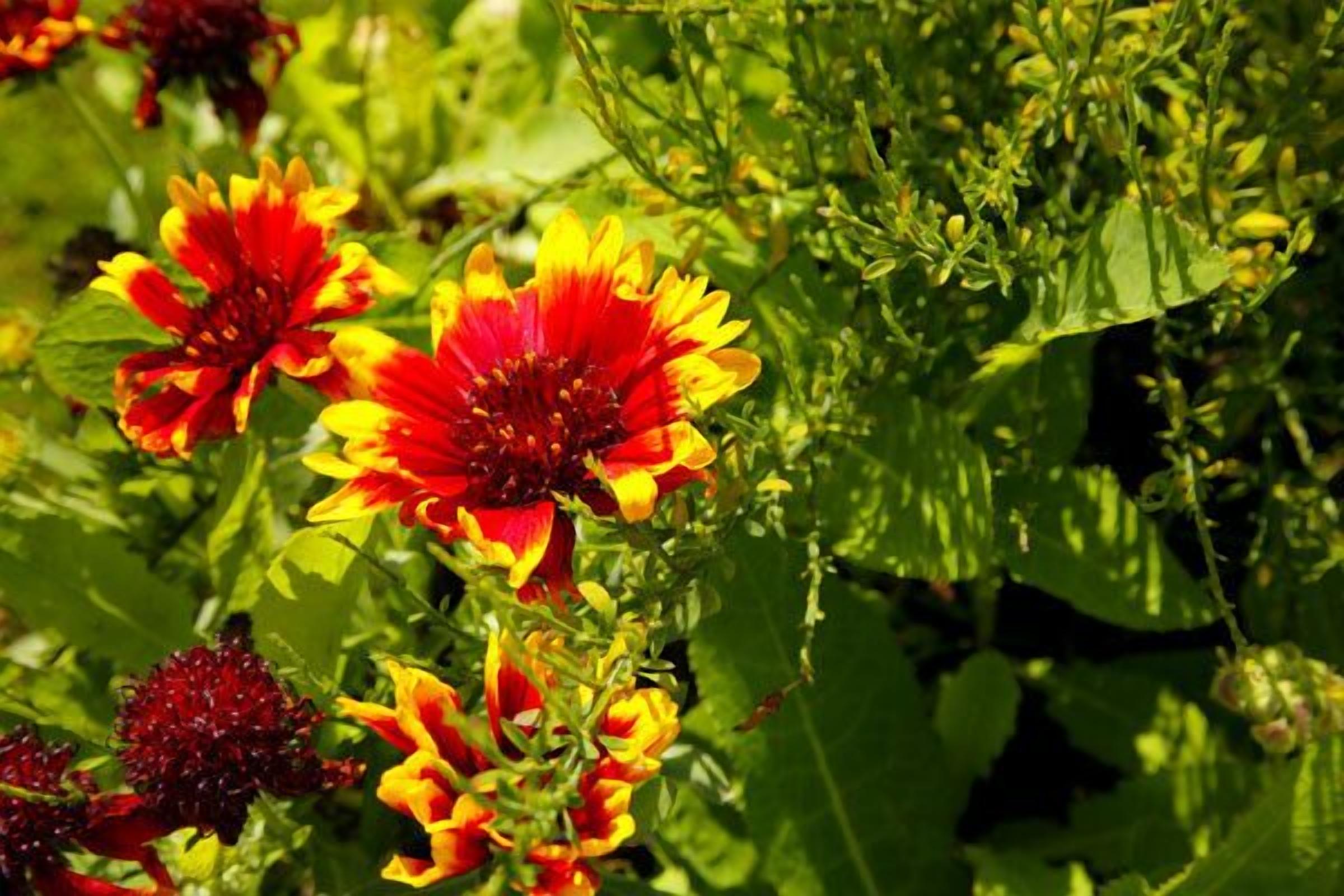 Un giardino rigoglioso con fiori rossi e gialli vivaci e un'ampia varietà di piante.
