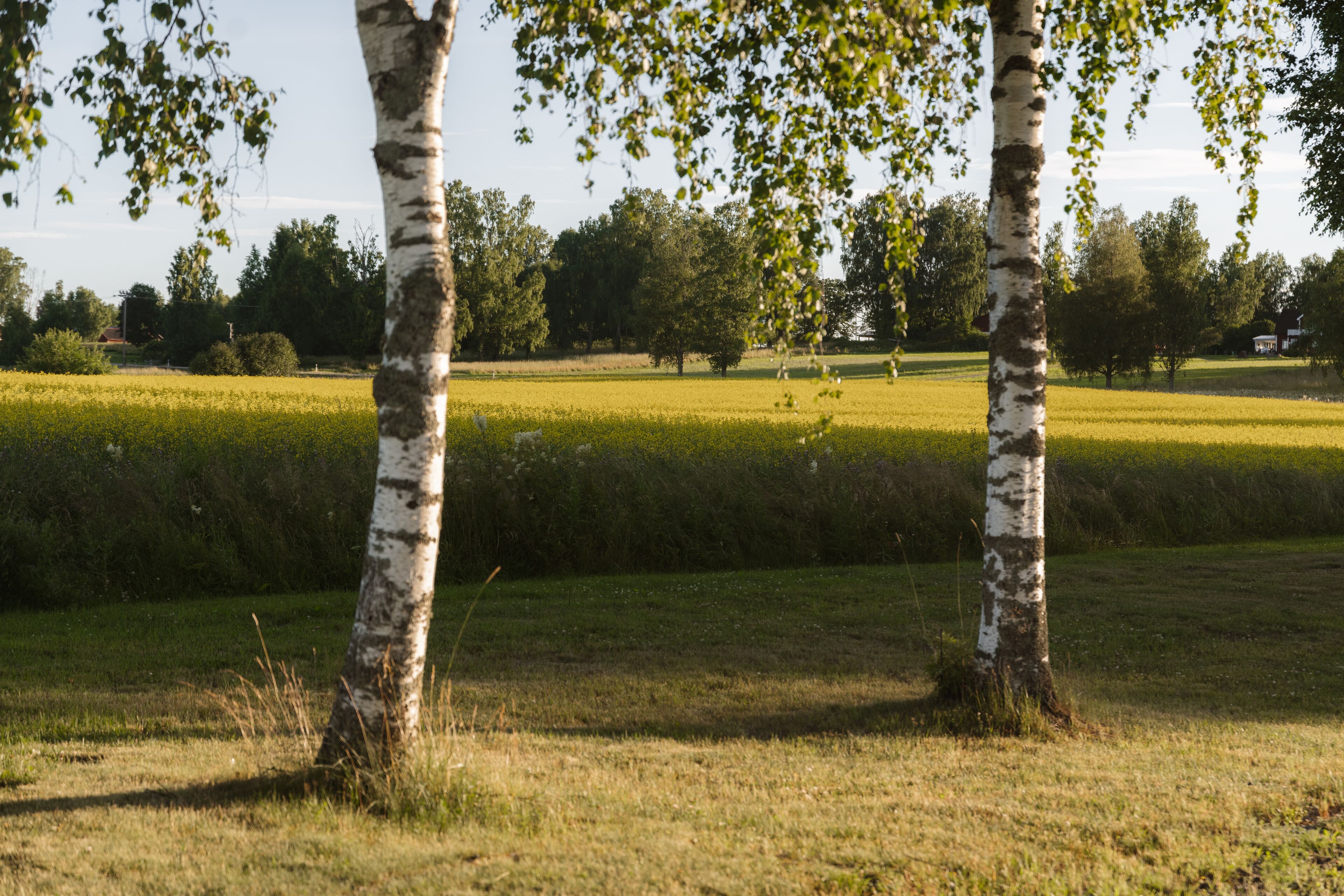 A field with birch trees and a distant building.