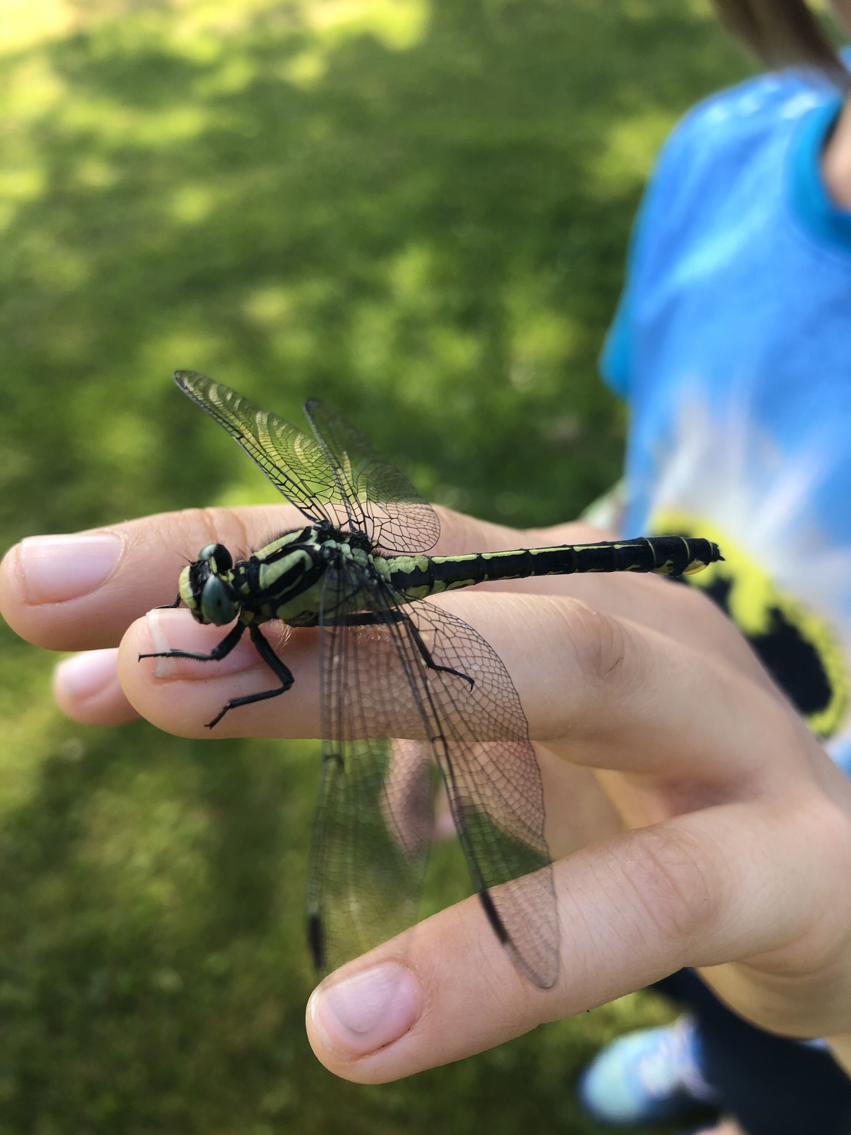 A close-up of a person's hand holding a dragonfly.