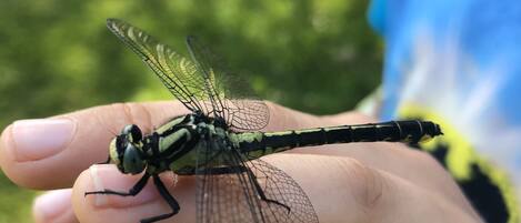 A close-up of a person's hand holding a dragonfly.