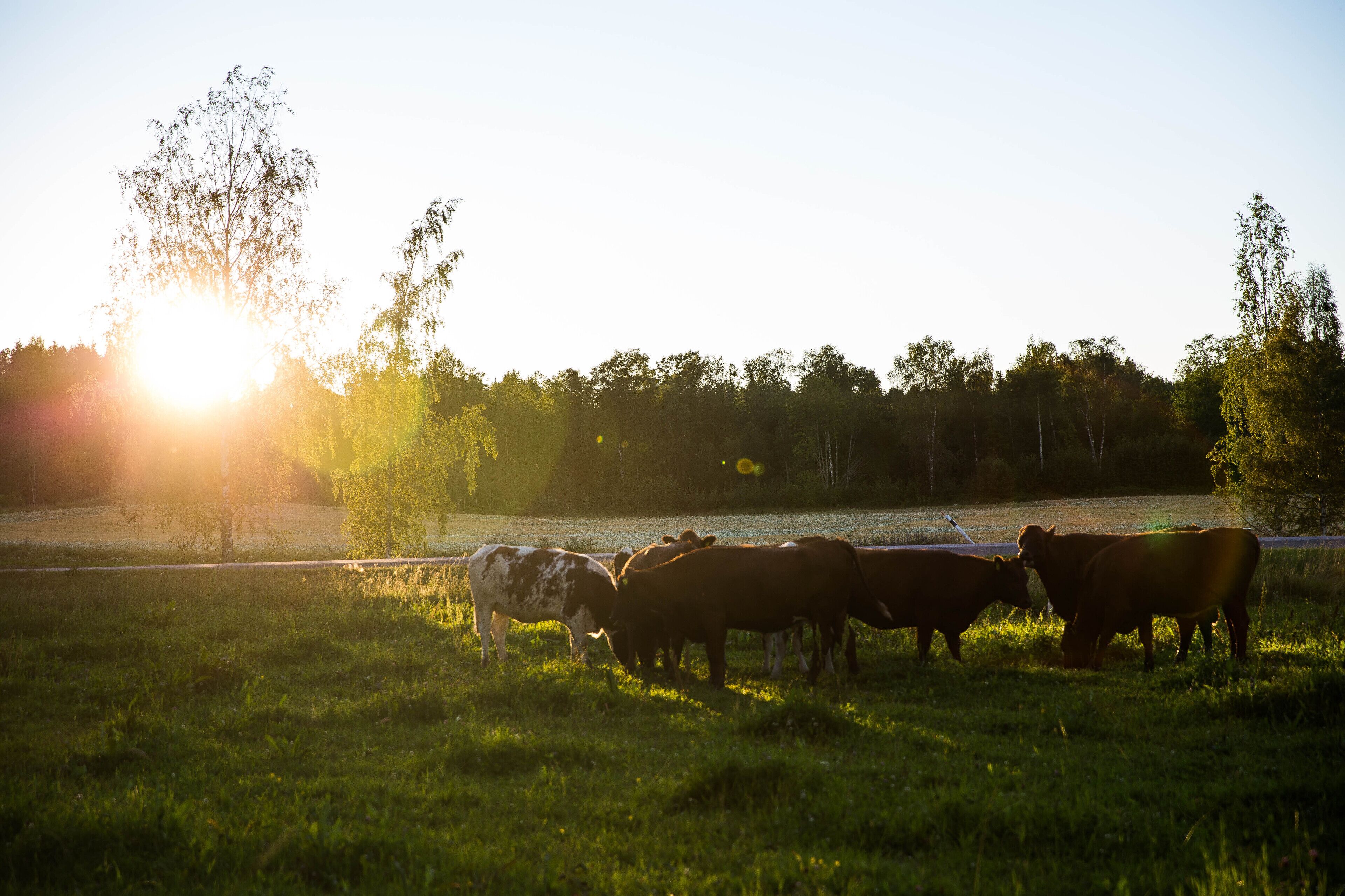 Un campo con vacas pastando, una carretera y árboles al fondo.