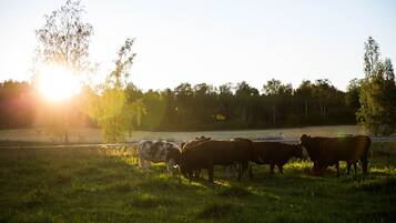 Un campo con vacas pastando, una carretera y árboles al fondo.