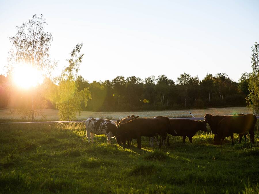 Un campo con vacas pastando, una carretera y árboles al fondo.