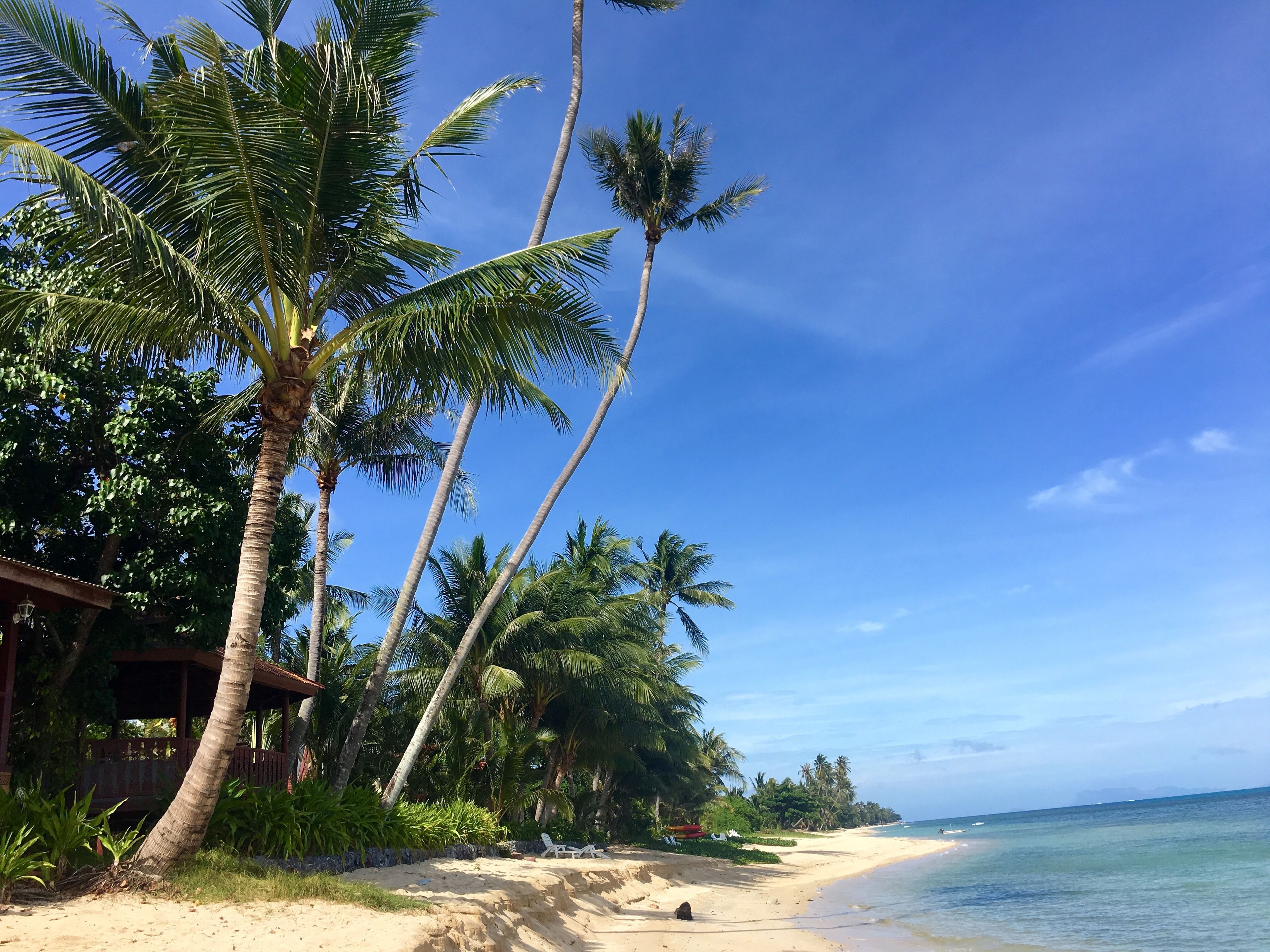 A beach with palm trees, a sandy shore, and a clear blue sky.