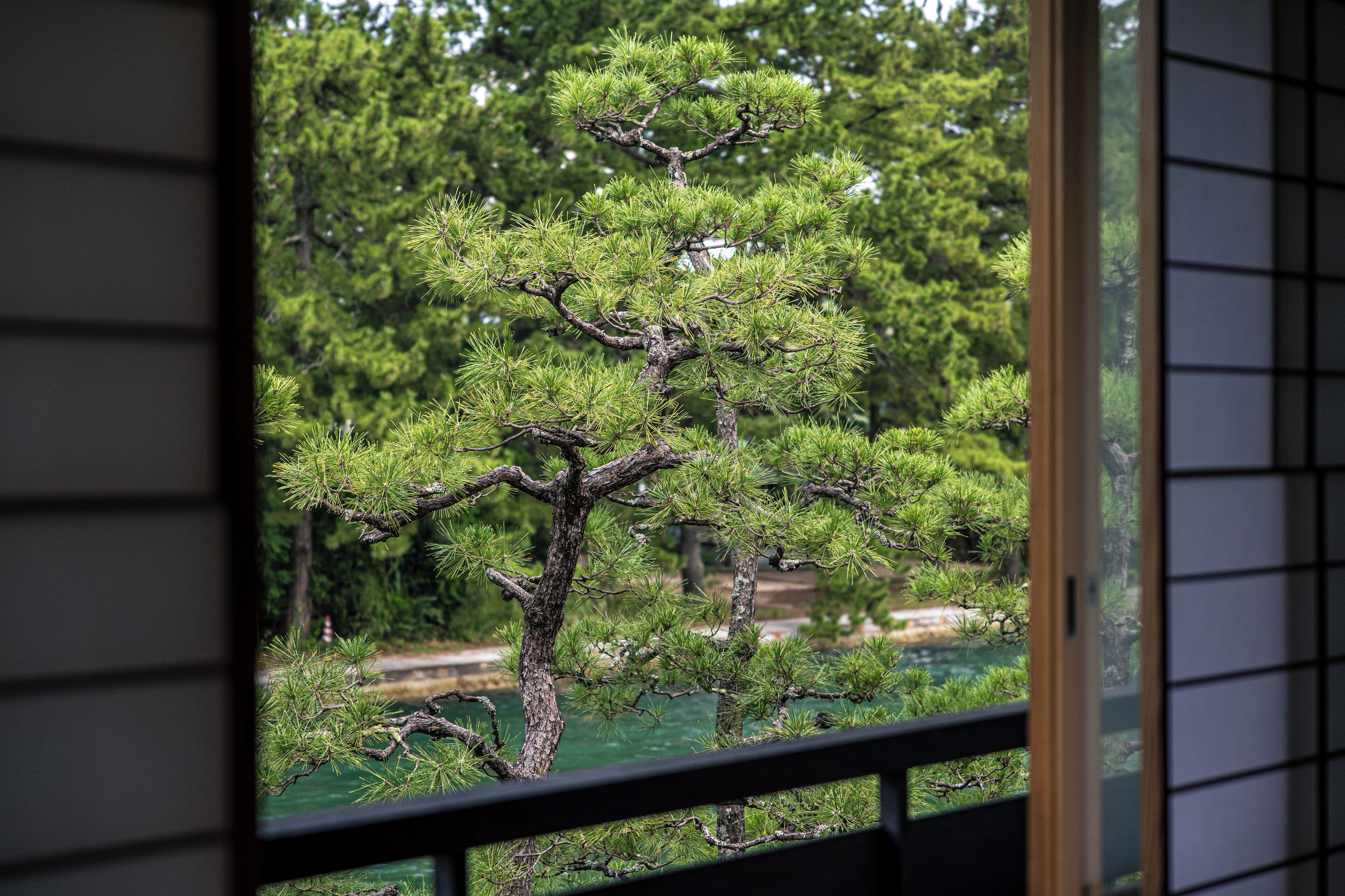 A view through a window of a traditional Japanese-style building with a pine tree outside.