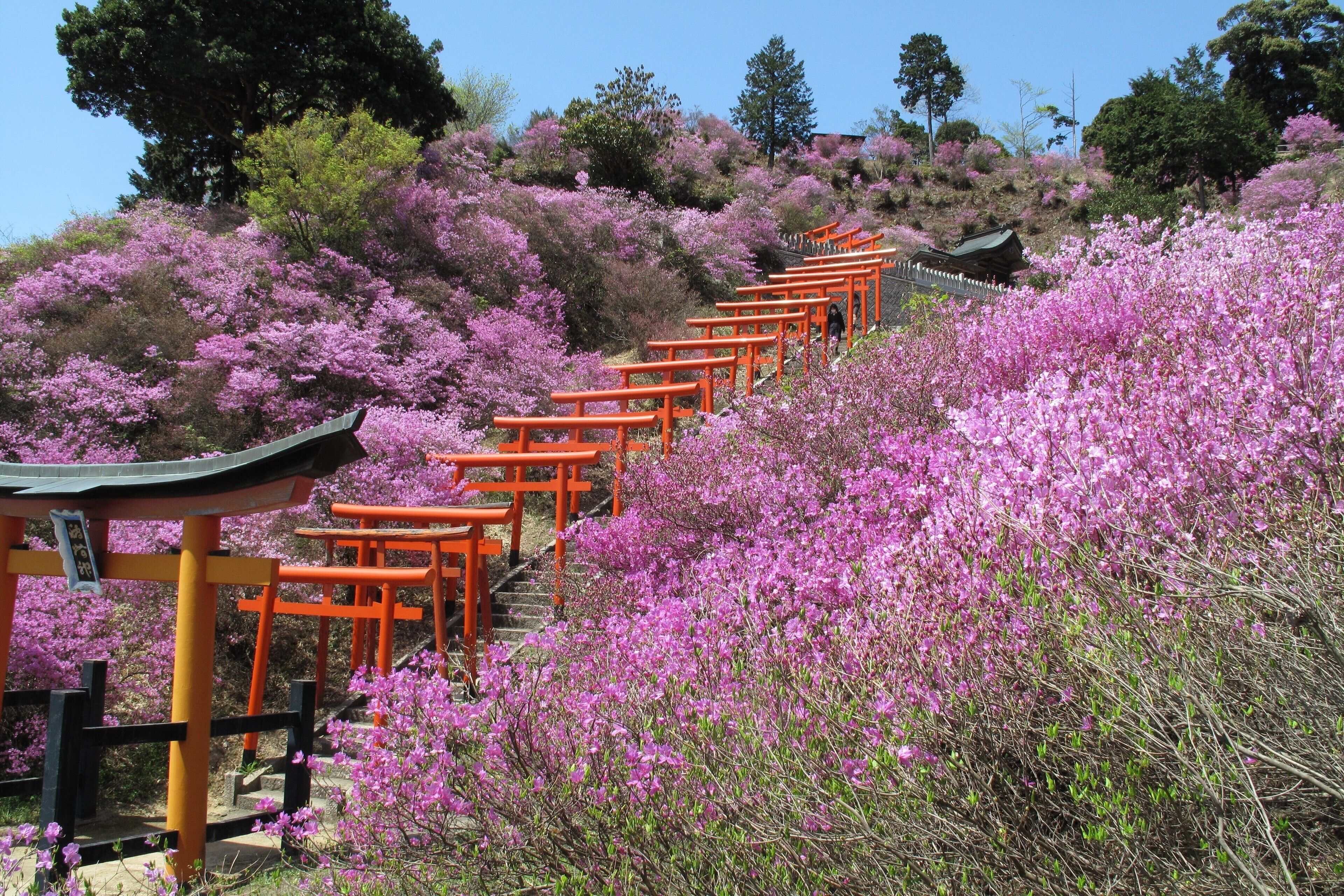Un sendero con barandillas anaranjadas que asciende por una colina, rodeado de arbustos florecientes de color rosa.