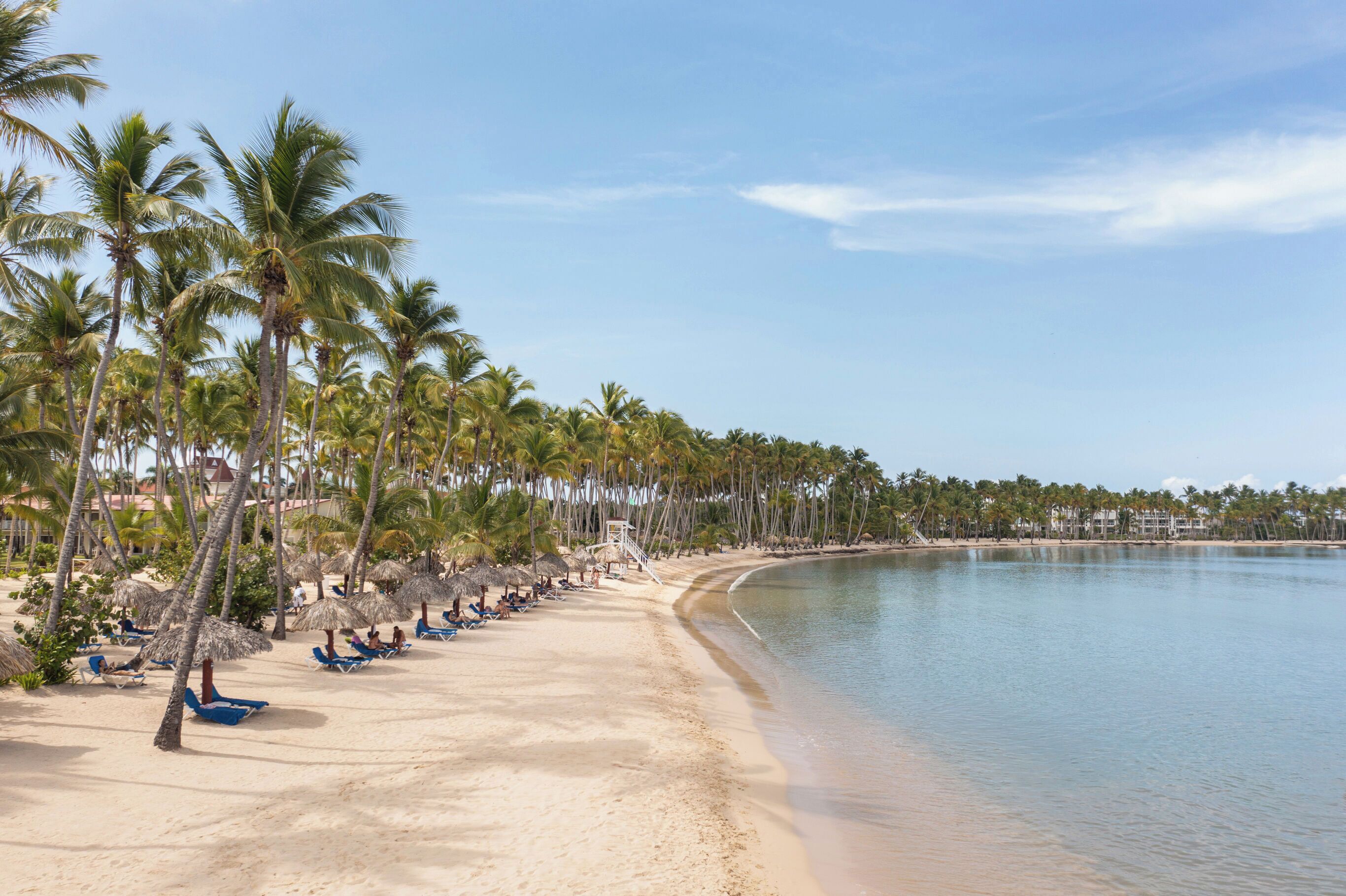 A beach with palm trees, a sandy shore, and a calm sea.