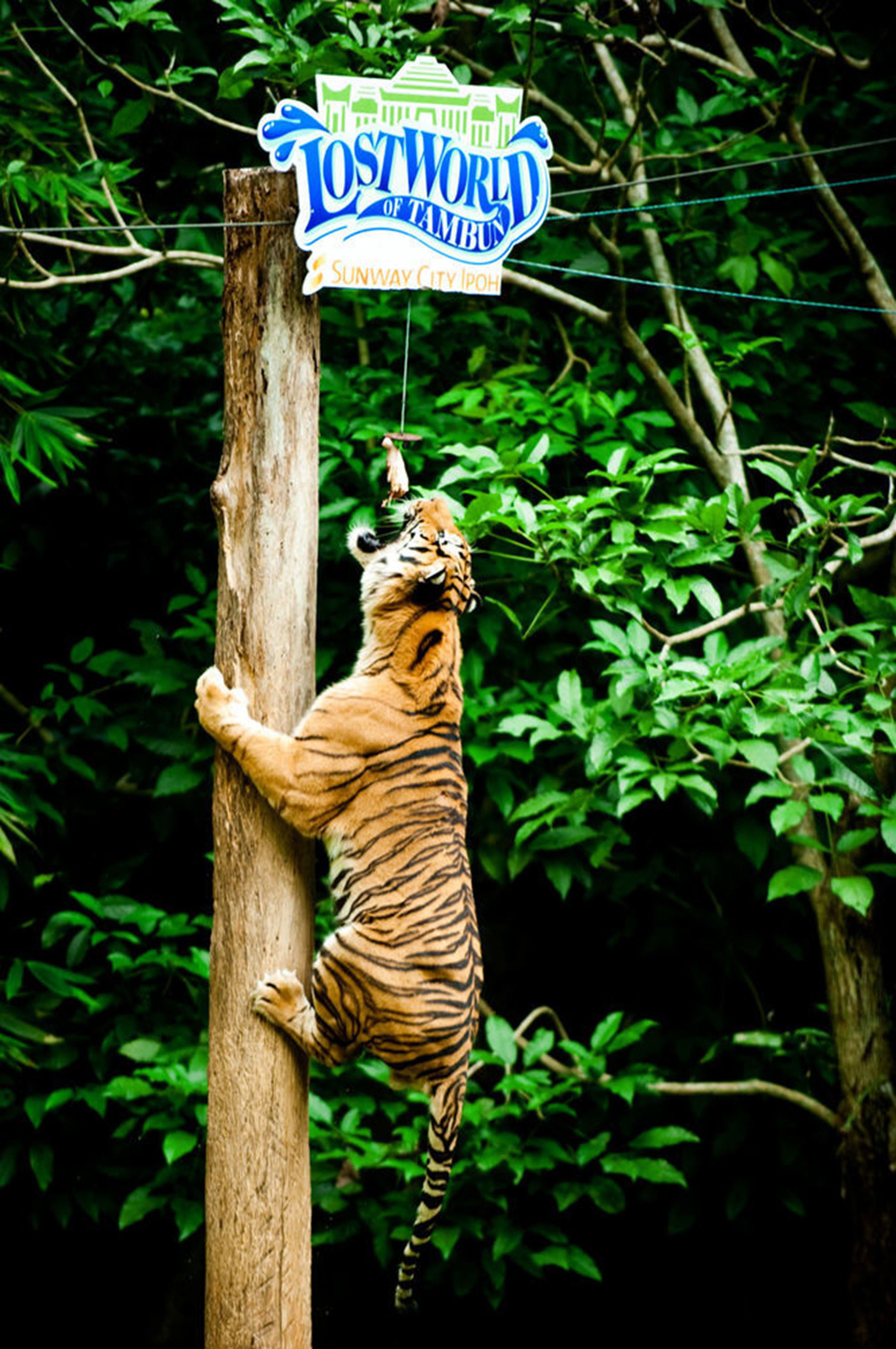 A tiger climbing a wooden post with a sign that reads "Lost World of Tanibun" and "Sunway City."
