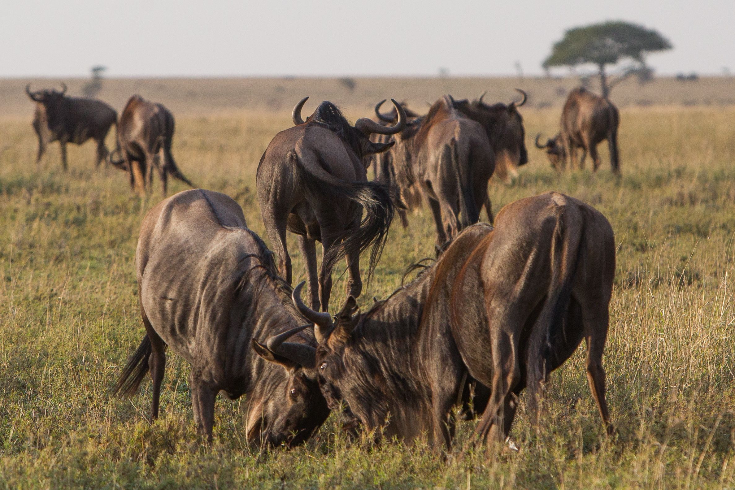 Un grupo de ñus pastando en un campo con árboles al fondo.