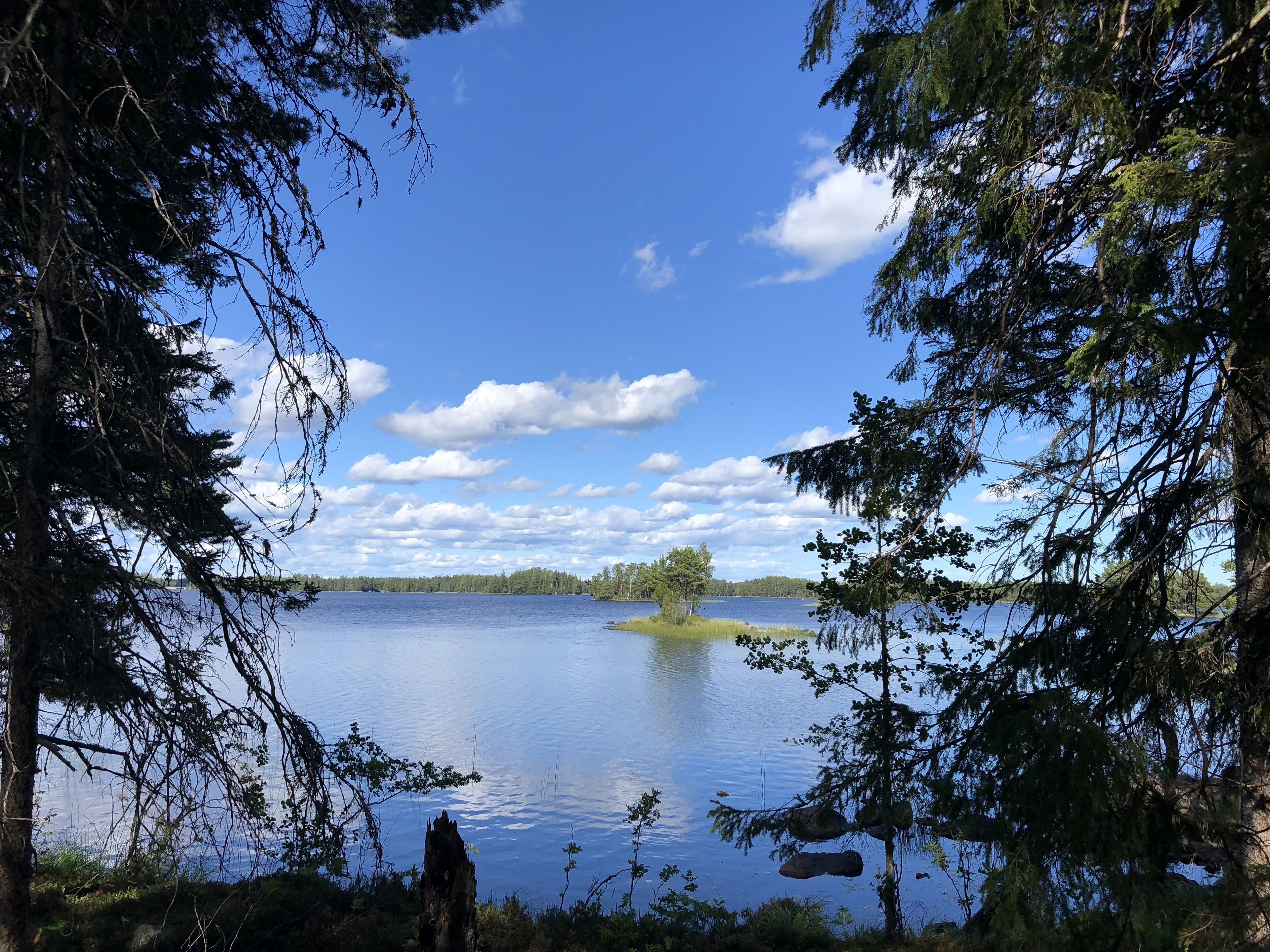 Ein ruhiger See, umgeben von dichtem Baumbestand und einem wolkenlosen Himmel.