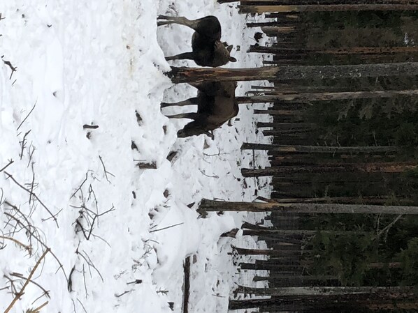 A snowy landscape with a deer standing in the middle. - Hedenstugan (Bergby)