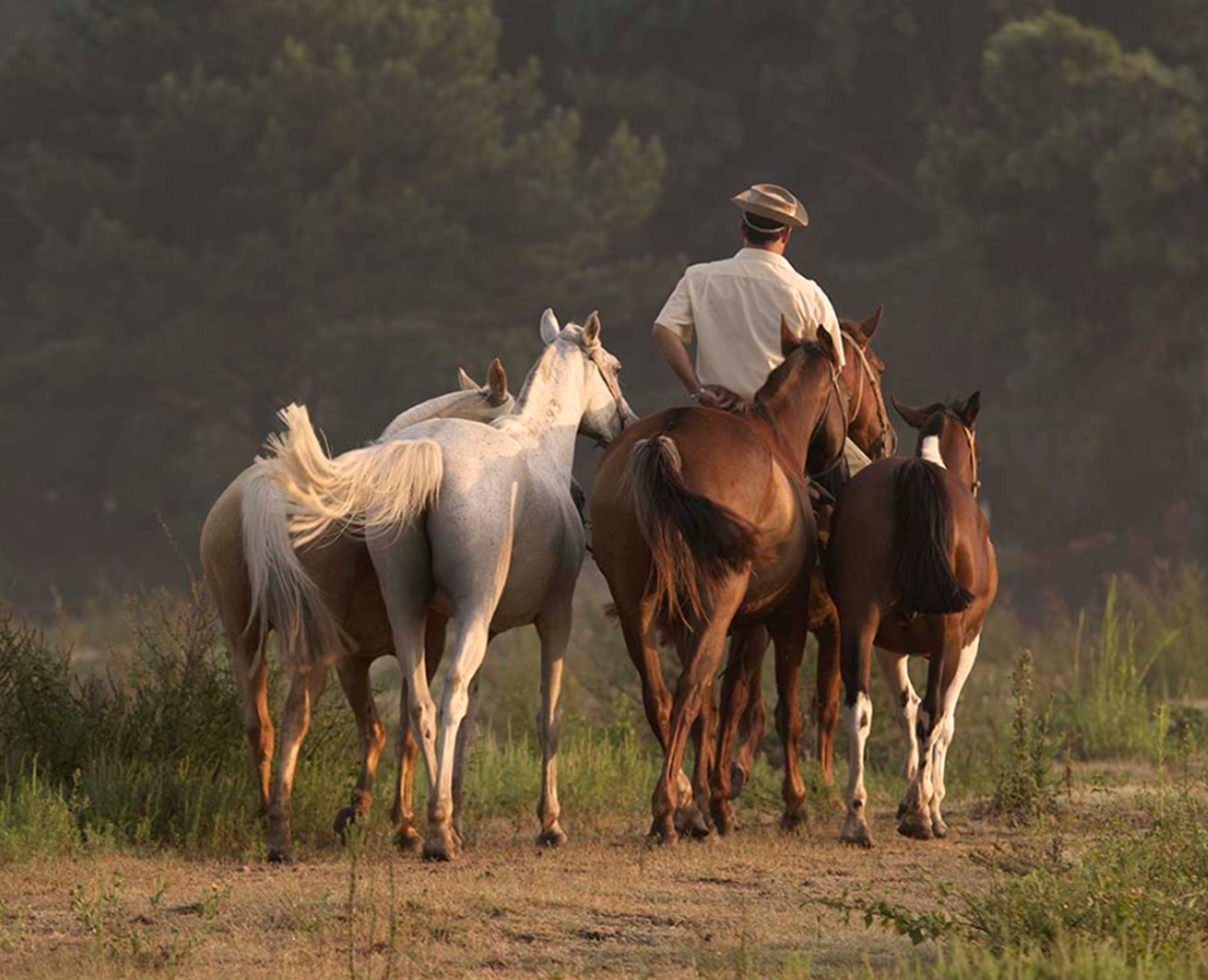 Una persona montando a caballo en un entorno natural, con otros caballos cerca.