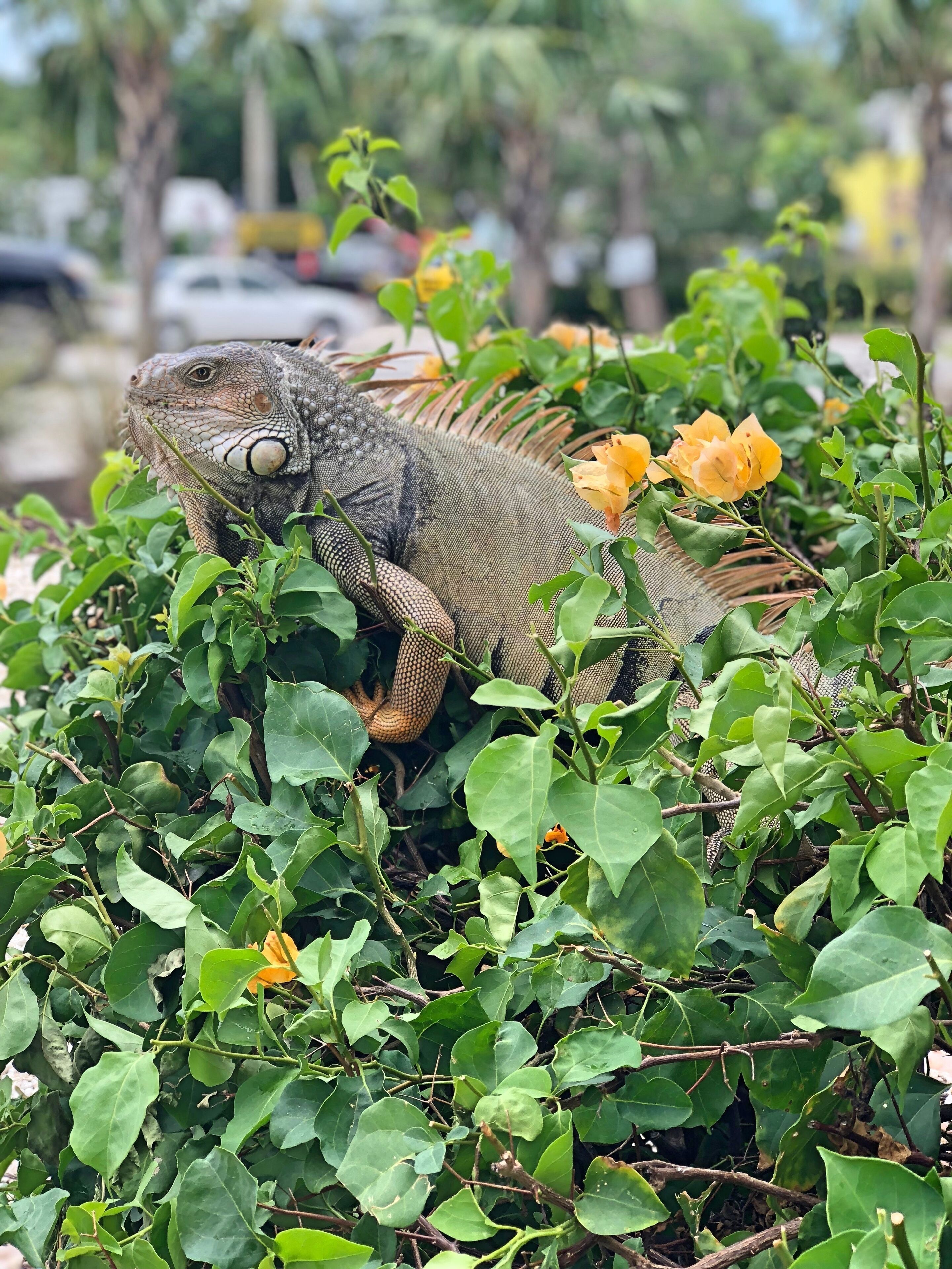 Una iguana grande descansando entre follaje verde y flores amarillas.