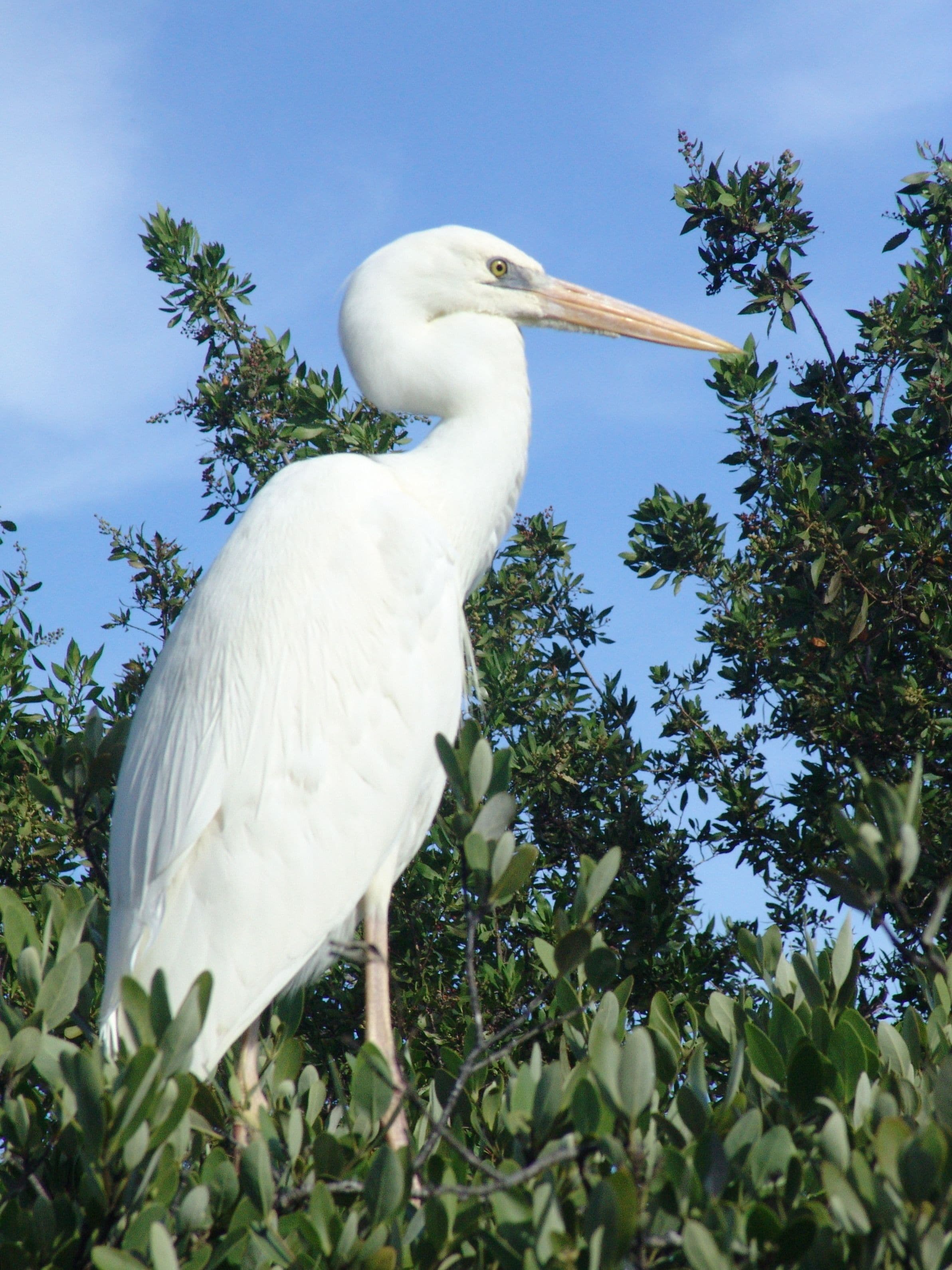 A white bird with a long beak standing among green foliage.