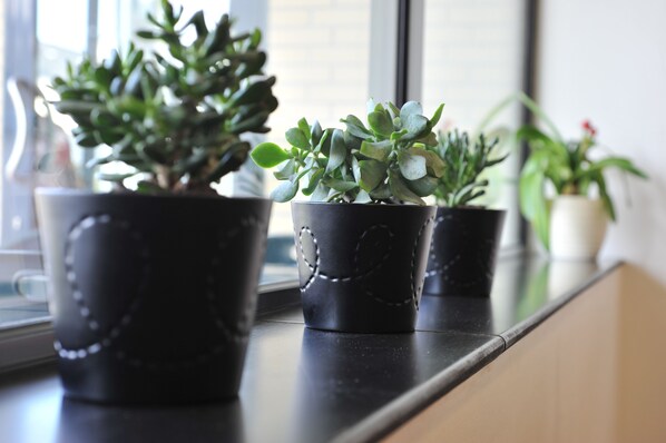 Tres macetas con plantas sobre una encimera negra cerca de una ventana.