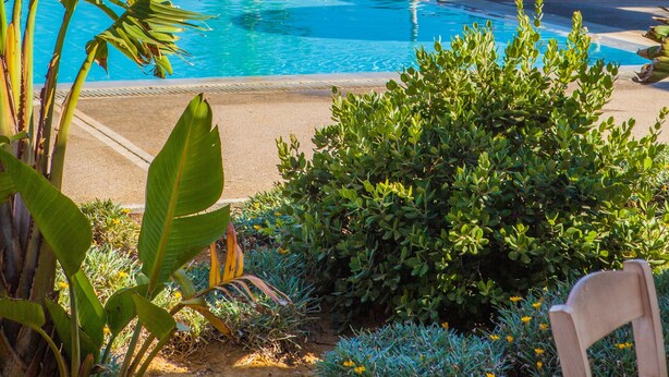 A poolside area with lounge chairs and umbrellas, a palm tree, and a view of the ocean. - Akti Palace Hotel - All inclusive (Kos)