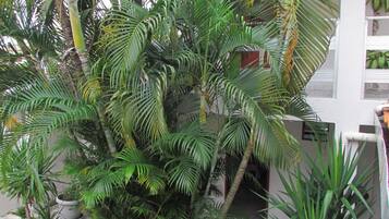 A tropical indoor garden with various palm trees and plants.