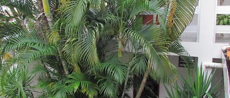 Un jardín tropical interior con varias palmeras y plantas.