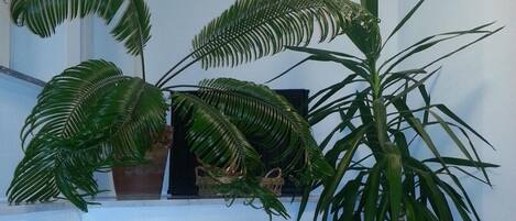 Una planta en maceta con hojas largas y delgadas en una maceta blanca sobre una encimera de cocina.