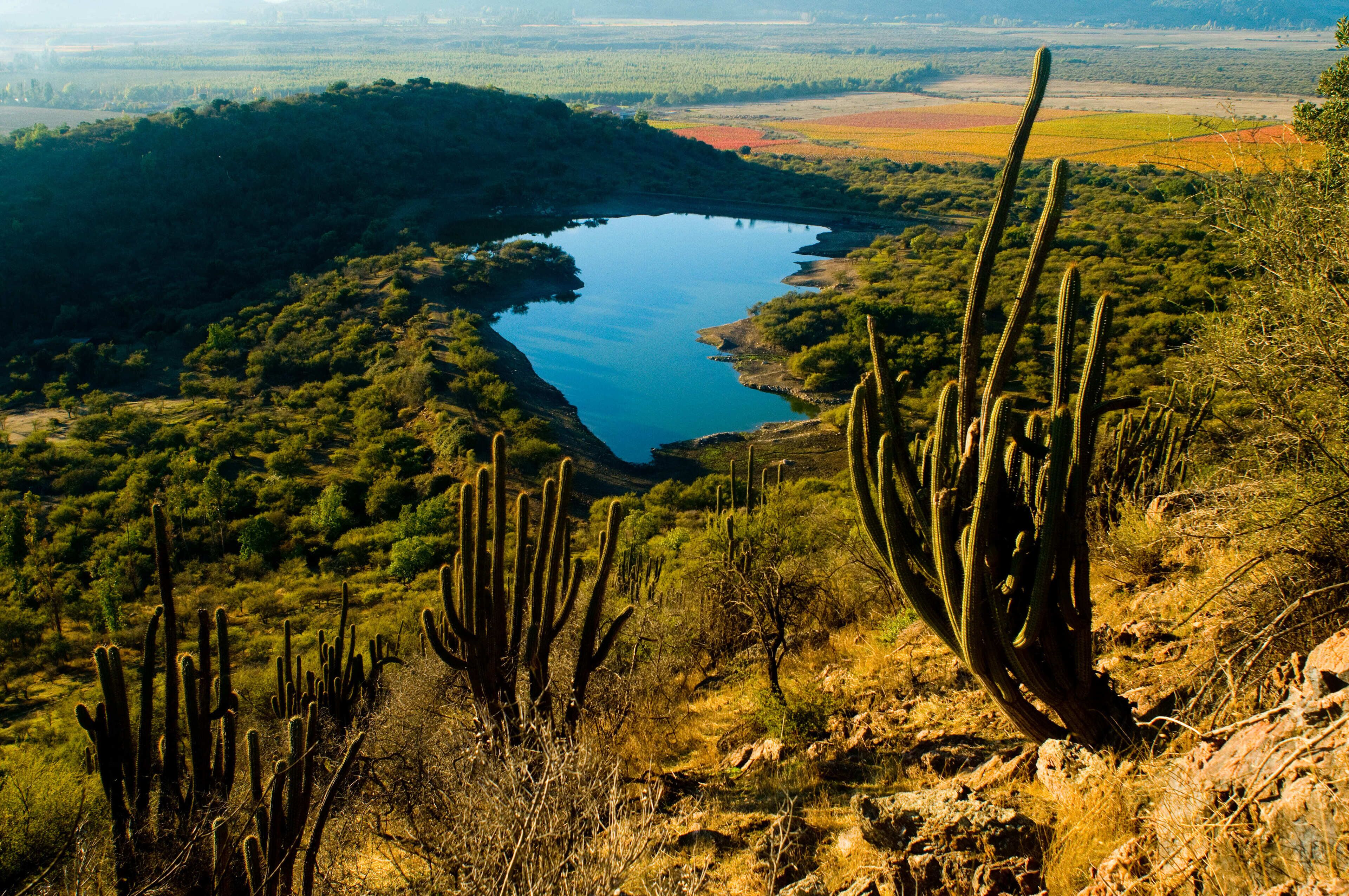 A desert landscape with a lake surrounded by cacti and sparse vegetation.