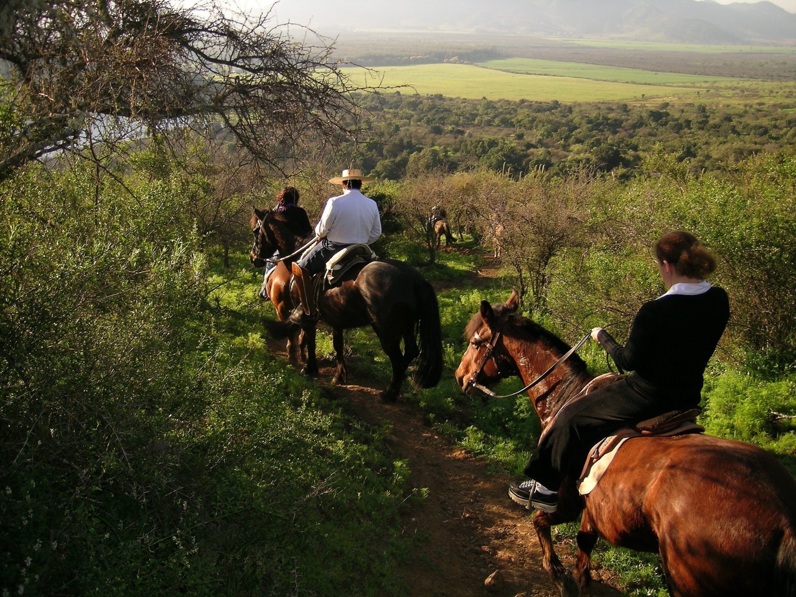 A group of people riding horses on a dirt path surrounded by greenery.