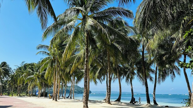 A beach with palm trees and a paved walkway.