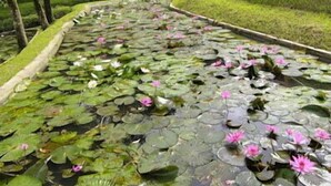 A pond with water lilies and a landscaped garden with a building in the background. - Hotel Puri Asri (Magelang)