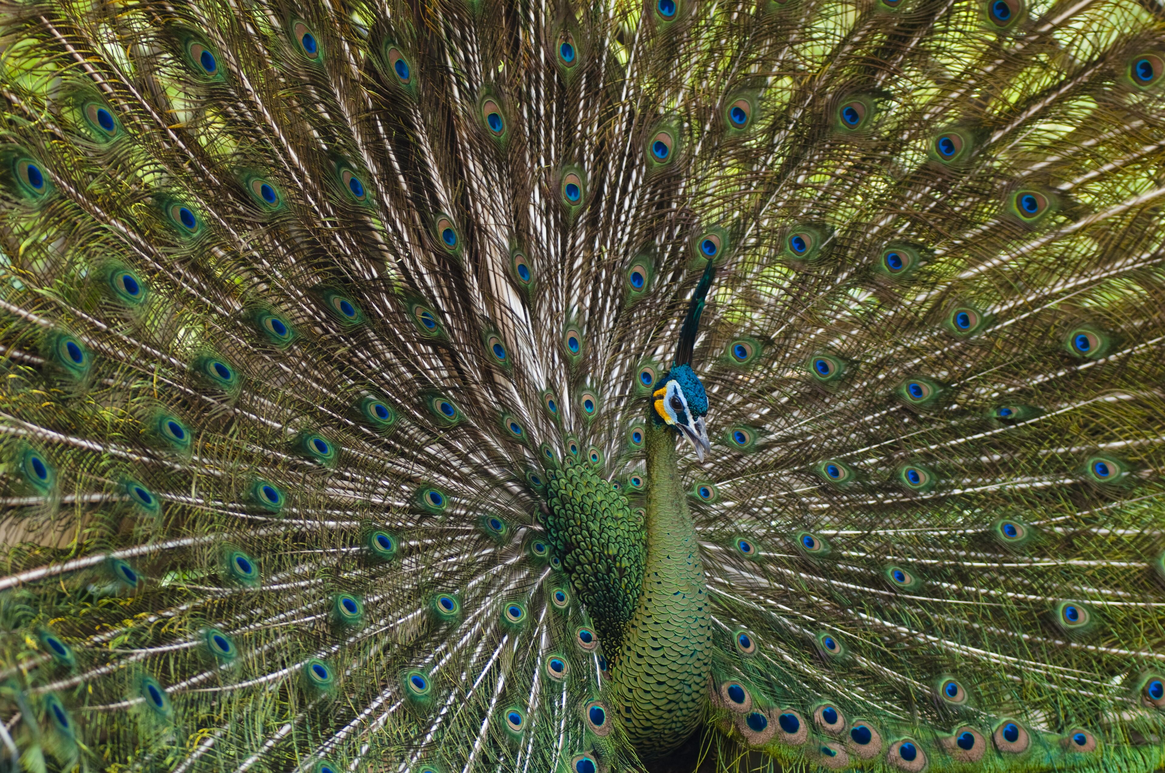 A peacock with its feathers fully fanned out.