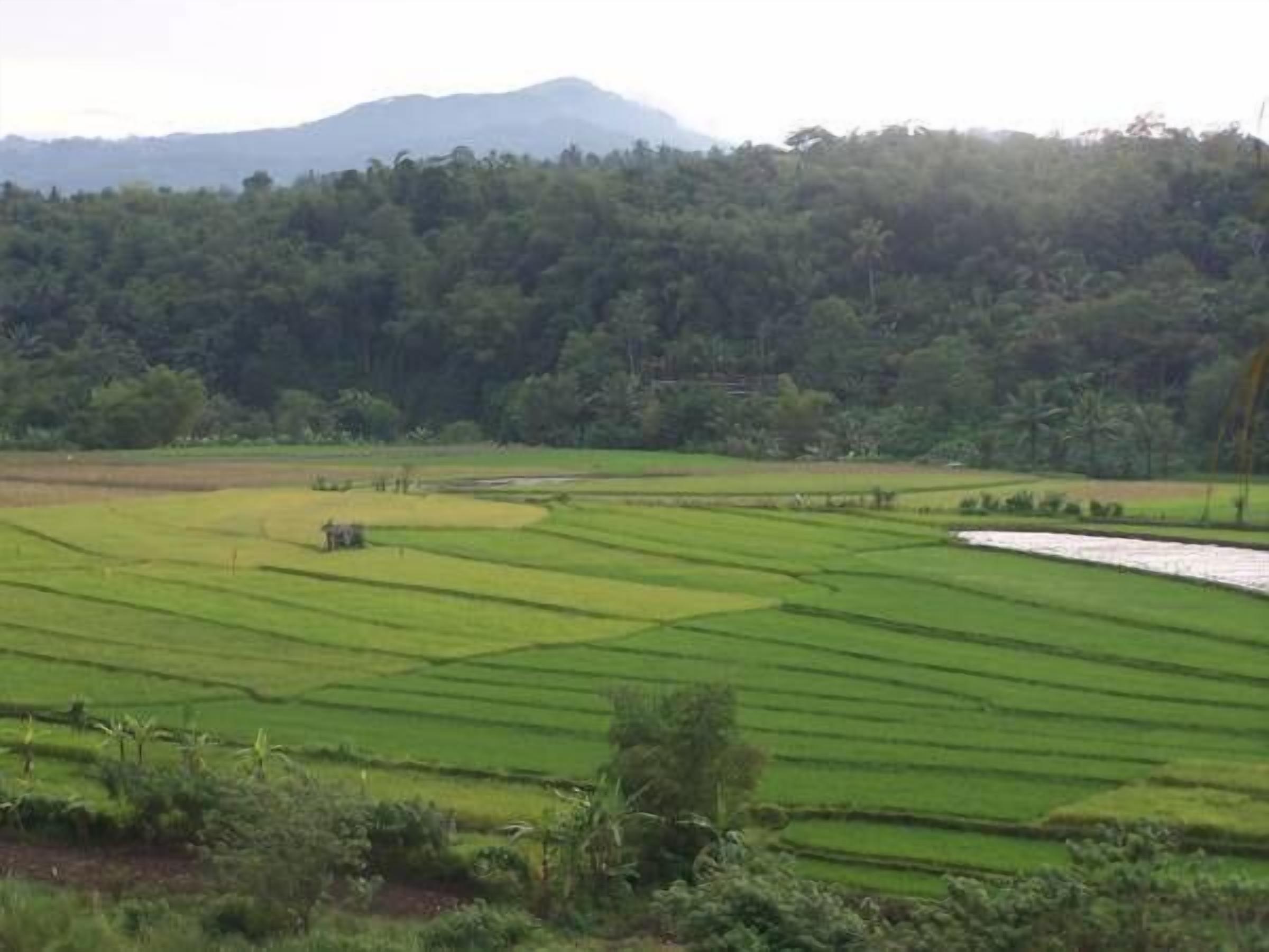 A landscape with terraced fields and a forested hill in the background.