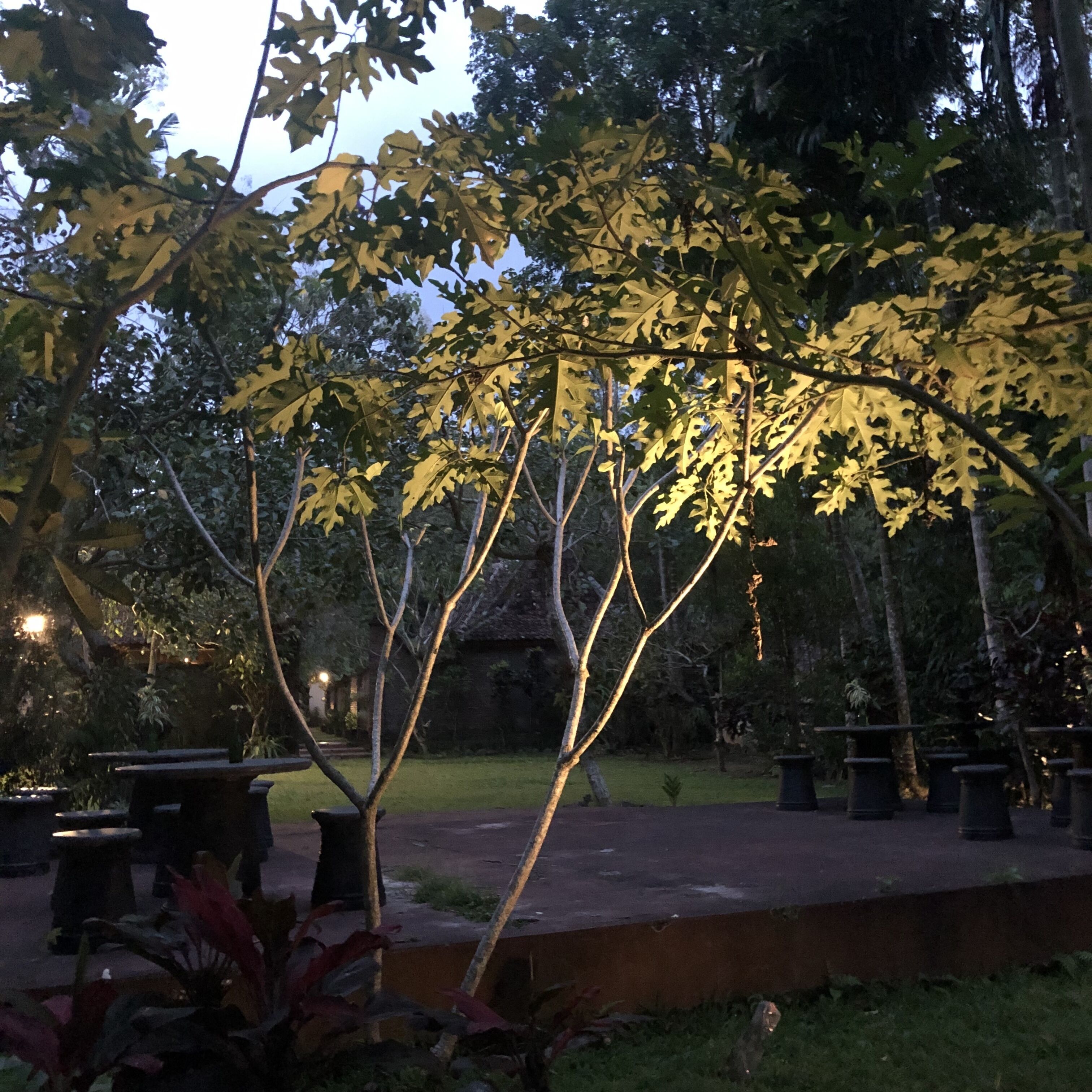 An outdoor garden area with trees, a pathway, and a rustic building in the background.