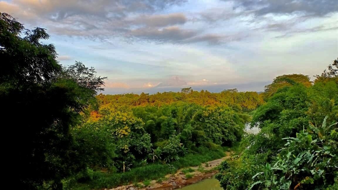 Taman