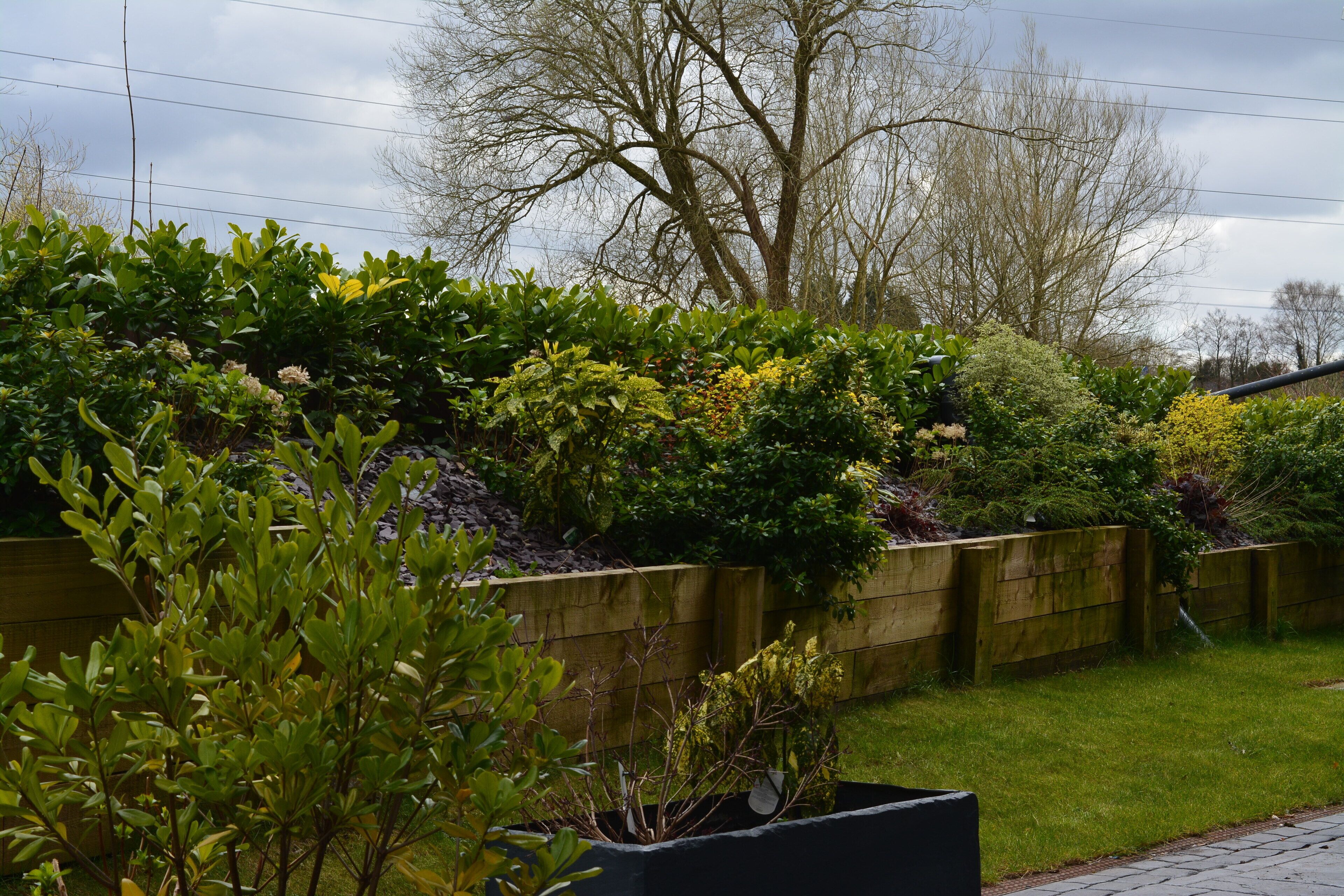 A garden with various plants and trees, a wooden fence, and a paved path.