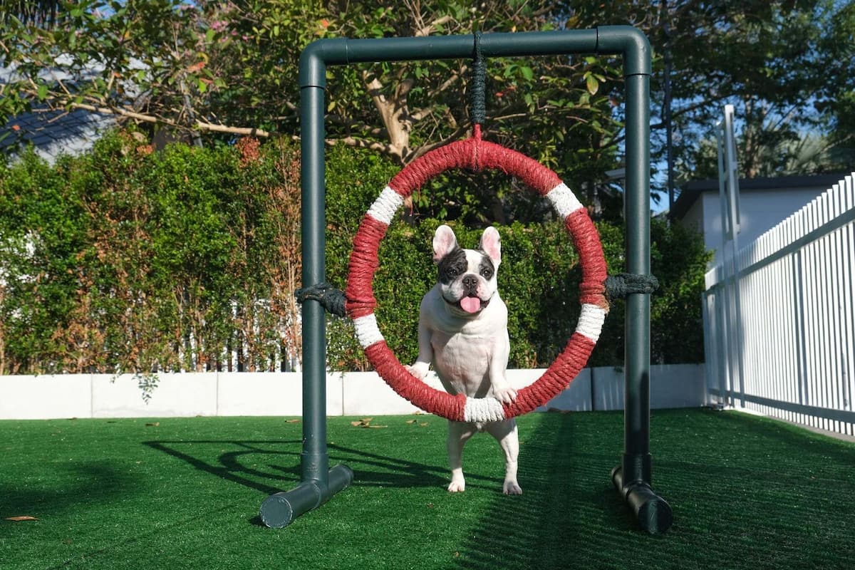 Un perro de pie dentro de una estructura circular sobre césped artificial.