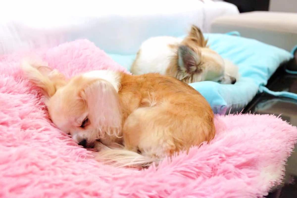 Un perro pequeño descansando sobre una cama rosa mullida en una habitación.