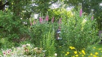 Jardin