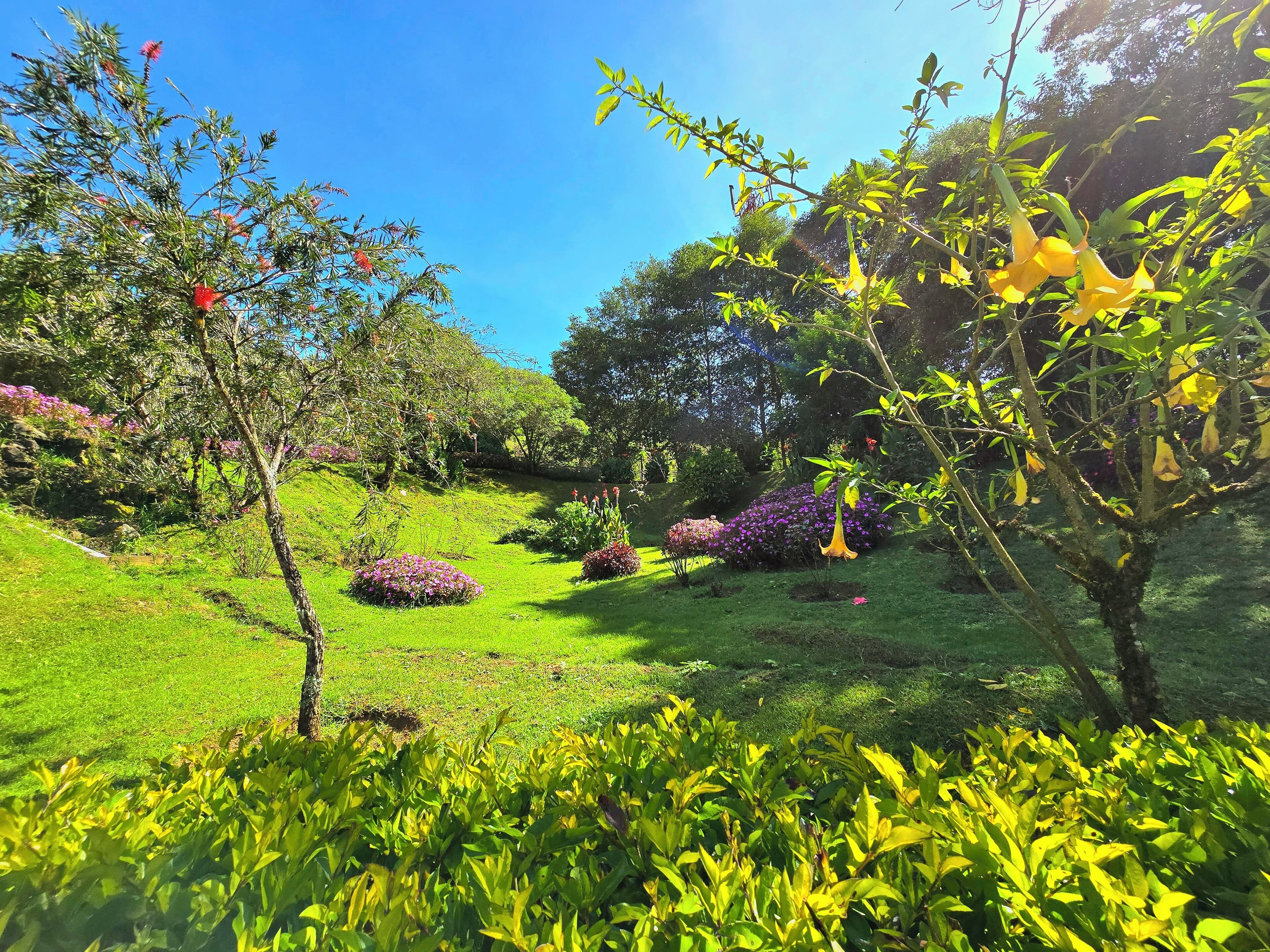 A lush garden with various plants and flowers, a clear blue sky, and a well-maintained lawn.