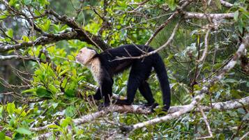 Un singe perché sur une branche d’arbre, entouré d’un feuillage dense.