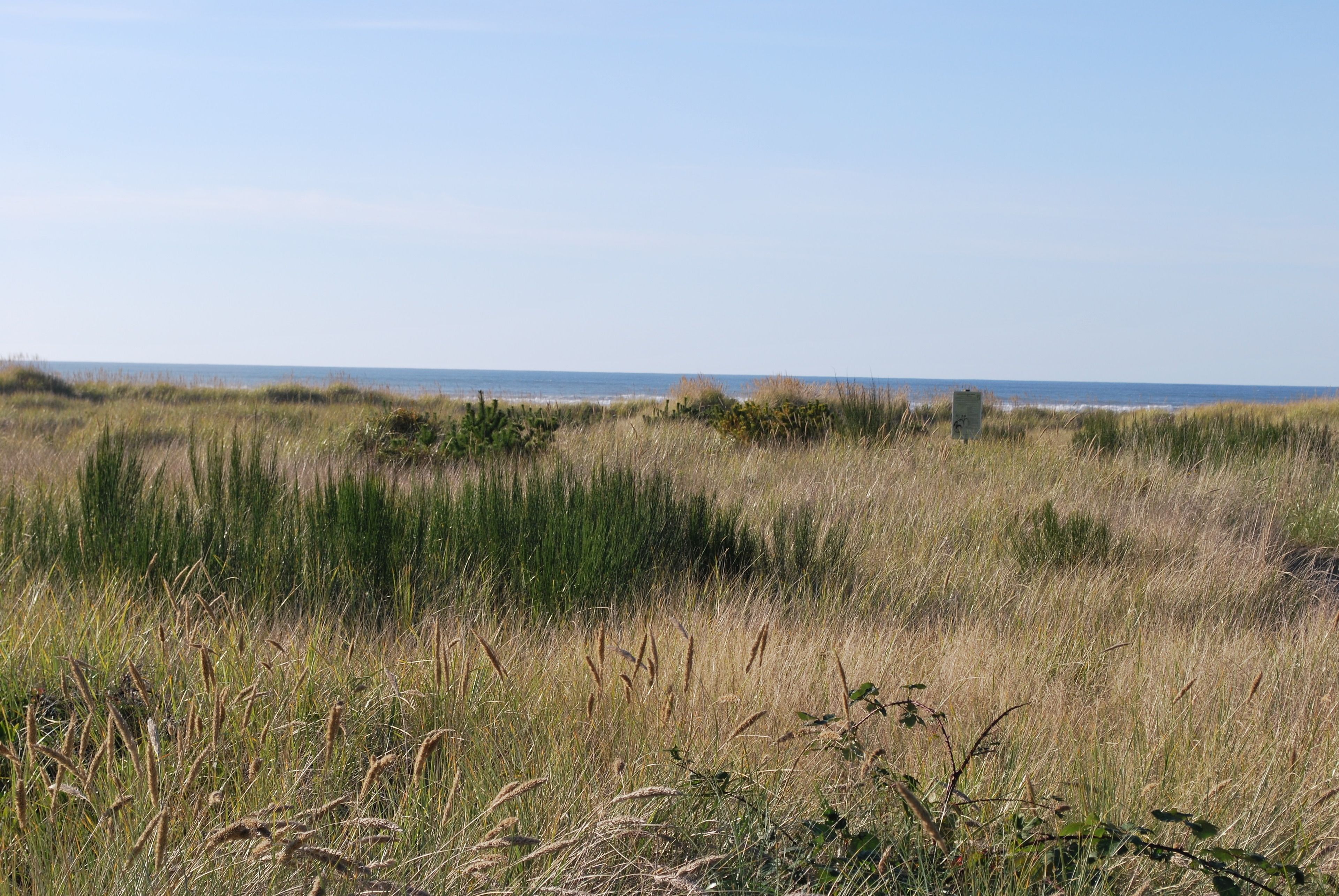 Een kustlandschap met hoge grassen en duinen.