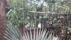 Un jardín con plantas de hojas grandes y una pequeña estatua.
