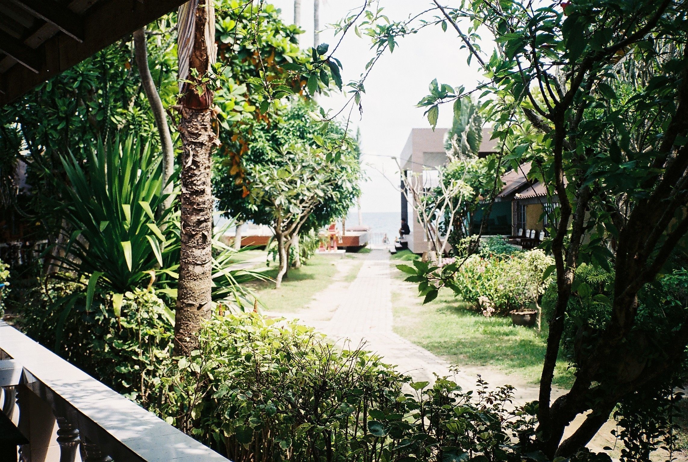 A pathway leading through a lush garden with various plants and trees, a wooden structure on the left, and a building in the background.