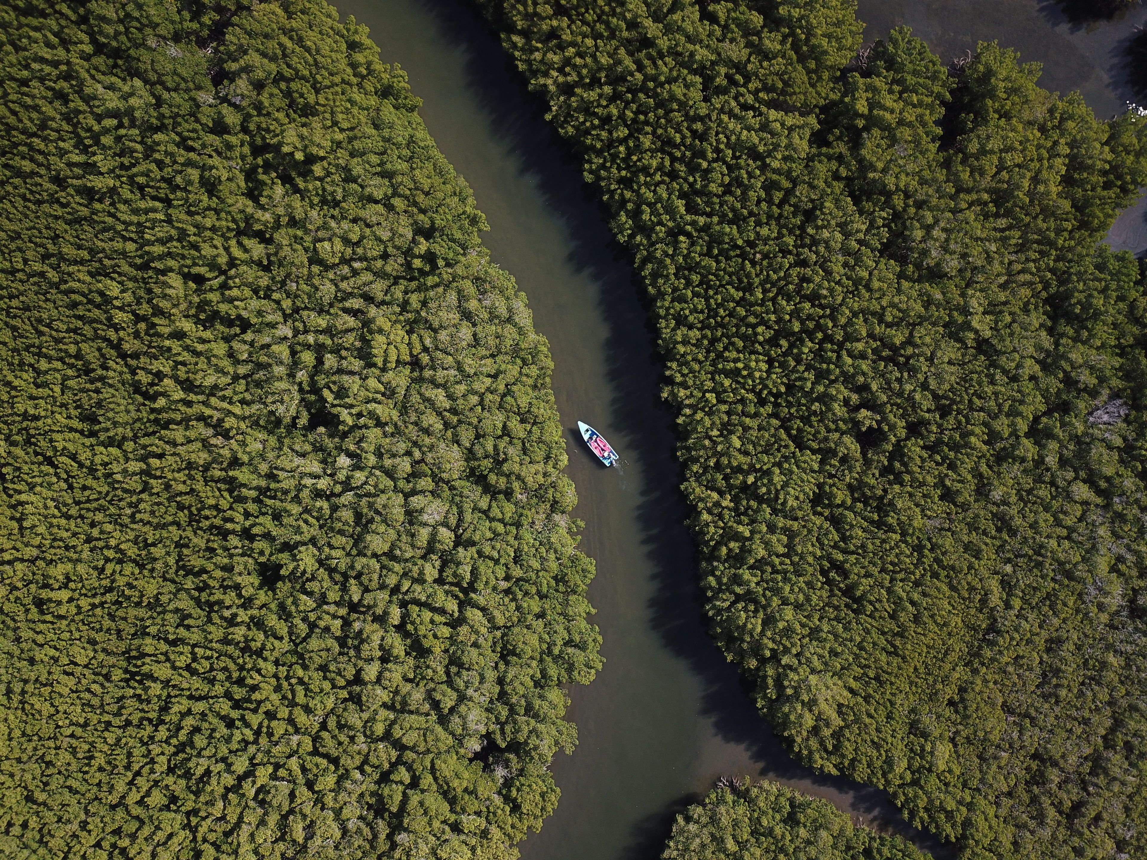 Eine Flusslandschaft aus der Vogelperspektive, umgeben von dichtem Wald.